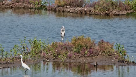 Graureiher-Ardea-Cinerea-Steht-Auf-Einem-Hügel,-Während-Der-Seidenreiher-Sich-Nach-Links-Bewegt,-Egretta-Garzetta,-Thailand