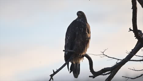 Silent-Observer:-Kamloops'-Native-Eagle
