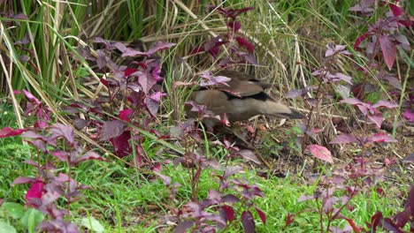 Mother-ringed-teal,-walking-into-the-bush-with-little-duckling-and-others-female-ducks-following-behind,-handheld-motion-close-up-shot