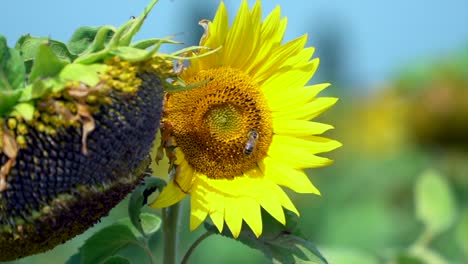 Zeitlupen-Nahaufnahme-Einer-Biene-Auf-Einer-Sonnenblume-Im-Sonnenblumenfeld-HD