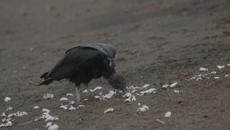 Black-vulture-pecking-the-ground-among-the-looted-remains-of-a-nest-of-olive-ridley-sea-turtles