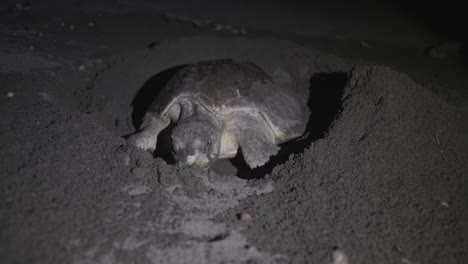 Vom-Aussterben-Bedrohte-Arten-Oliv-Bastardschildkröte-Graben-Löcher-Am-Dunklen-Sandstrand-Um-Eier-Zu-Legen