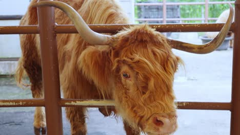 Closeup-Shot-of-a-Reddish-Brown-Scottish-Highland-Cow-Indoors