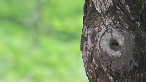 Acercándose-Desde-Detrás-Del-árbol,-Luego-Alimenta-A-Su-Bebé-Y-Se-Va-Volando-Para-Conseguir-Más-Comida,-El-Pájaro-Carpintero-De-Pecho-Moteado-Dendropicos-Poecilolaemus,-Tailandia