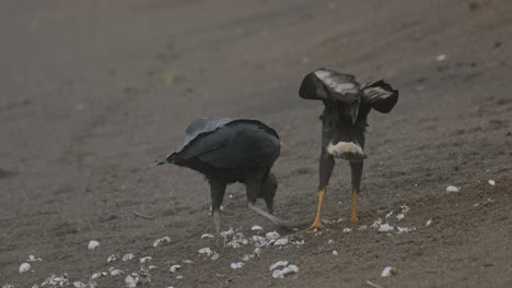 Black-vulture-and-Caracara-bird-compete-for-sea-turtle-food-source-on-beach-Costa-Rica