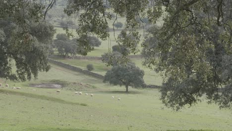 Schafe-Auf-Einem-Feld-Mit-Eichen-Im-Frühling