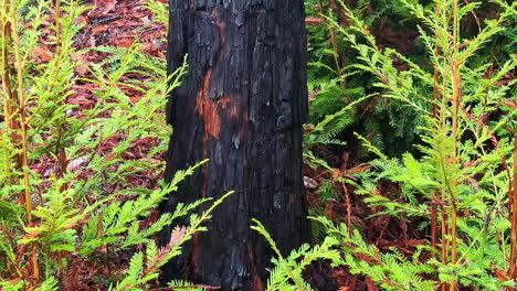 Dolley-Ansicht-Der-Dichten-Küstenmammutbäume-Im-Muir-Woods-National-Monument