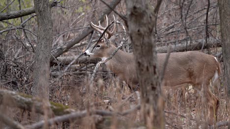 A-large-whitetail-buck-standing-in-the-woods