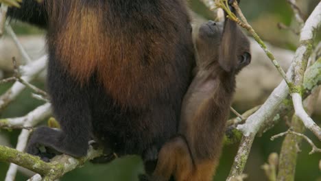 Hungry-baby-howler-monkey-protected-by-mother-feeds-on-fresh-rainforest-leaves-Costa-Rica