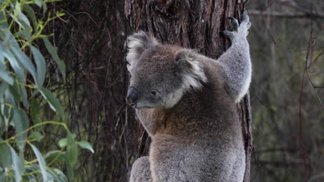 Koala-Hält-Sich-Mit-Seinen-Scharfen-Krallen-Am-Eukalyptusbaumstamm-Fest