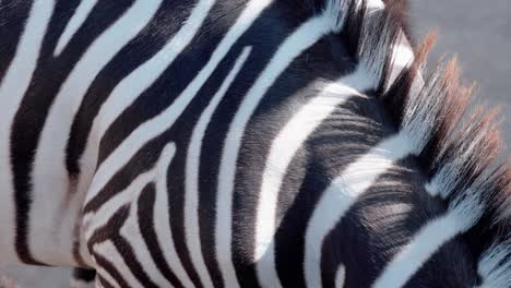 Telephoto-shot-on-abstract-black-and-white-patterns-of-zebra-skin