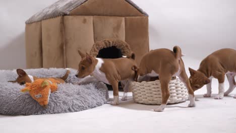 Pequeño-Perro-Basenji,-Los-Niños-Juegan-Con-Una-Cesta-De-Casa-De-Perro-De-Juguete-De-Peluche-Encantadora