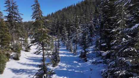 Beautiful-winter-landscape-with-snow-covered-larch-trees,-aerial-view-of-a-winter-snow-covered-pine-forest