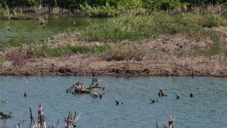 Seen-perched-on-bare-branches-jutting-out-of-the-water-looking-around-for-potential-meal,-Black-capped-Kingfisher-Halcyon-pileata,-Thailand