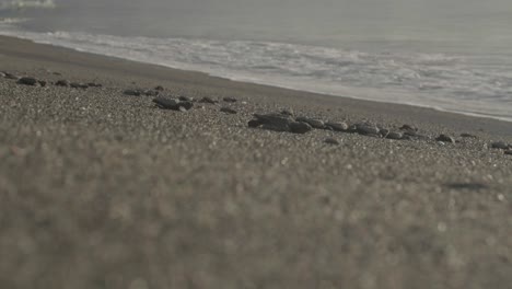 Close-up-view-of-tiny-turtles-crawling-towards-ocean-waves-on-sandy-beach