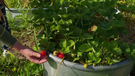 Person-picking-strawberries-on-sunny-day,-Michigan,-USA,-close-up