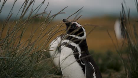 Magellanic-Penguins-On-A-Windy-Day-At-Maritllo-Island-Near-Ushuaia,-Tierra-del-Fuego,-Argentina