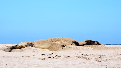 Südlicher-Seeelefant-Bei-Der-Mauser-Schleudert-Mit-Der-Flosse-Sand-Auf-Seinen-Rücken-Am-Strand