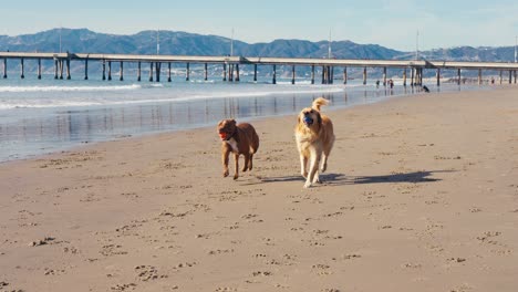 Golden-Retriever-and-Pitbull-Dog-With-Ball-in-Mouth-Running-on-Sandy-Beach,-Slow-Motion
