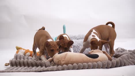 Kleiner-Hund-Beißt-Und-Spielt-Mit-Geschwistern-Und-Besetztem-Bären-Auf-Decke