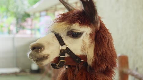 Closeup-Shot-of-an-alpaca-animal-indoors,-facial-expression