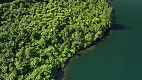 Lake-Tikitapu-shore-with-native-tree-ferns-covering-land,-seen-from-above