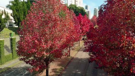 Drone-image-made-between-red-maple-trees-on-the-city-of-curitiba