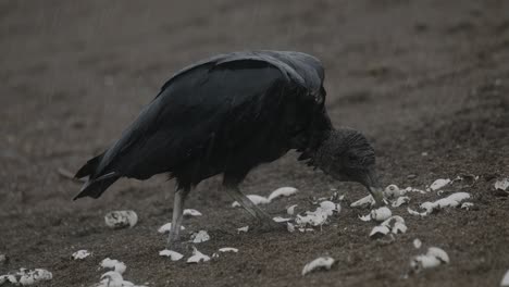 Buitre-Negro-Forrajeando-En-El-Suelo-Bajo-La-Lluvia-Entre-Caparazones-De-Tortugas-Blancas-Dispersas,-Día-Nublado