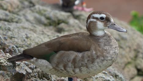 Female-ringed-teal,-callonetta-leucophrys-standing-and-resting-on-the-rock,-close-up-shot