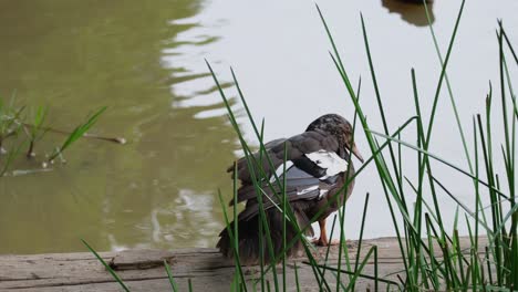 Seen-from-behind-some-grass-as-it-is-preening-on-the-log,-White-winged-Duck-Asarcornis-scutulata,-Thailand