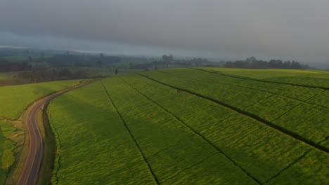 A-drone-shot-of-beautiful-tea-fields-in-Limuru,-Kenya