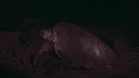 Large-olive-ridley-turtle-nesting-on-a-dark-beach-at-night,-dry-branches-in-the-background,-side-view