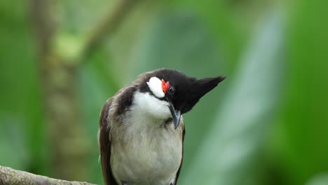 Close-up-shot-of-a-cute-red-whiskered-bulbul,-pycnonotus-jocosus-perched-on-tree-branch-in-its-natural-habitat,-curiously-wondering-around-its-surrounding-environment