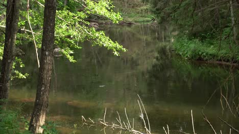 Fallen-tree-in-Ahja-River