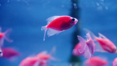 In-the-serene-blue-waters,-a-striking-red-GloFish-gracefully-glides-alongside-a-vibrant-green-companion,-adding-a-splash-of-color-to-the-aquatic-scene