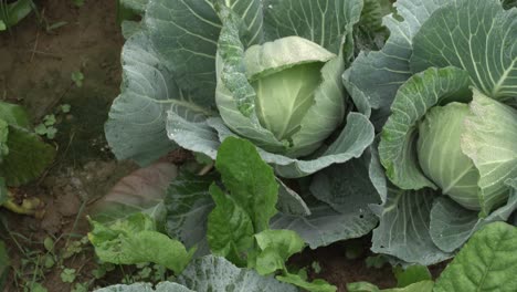 Cabbage-has-been-cultivated-in-the-field