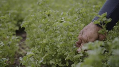 Close-up-of-hands-gently-inspecting-fresh-spinach-in-a-farm-setting,-with-a-focus-on-quality-and-care