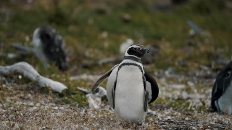 Magellanic-Penguin-On-Penguin-Island-In-Tierra-del-Fuego,-Argentina