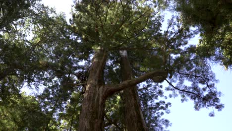 Looking-Up-At-Cedar-Trees-In-Koyasan-Forest-Slow-Motion-Rotating-Shot