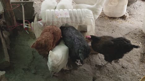 chickens-of-various-colors-eating-feed-in-a-bottle