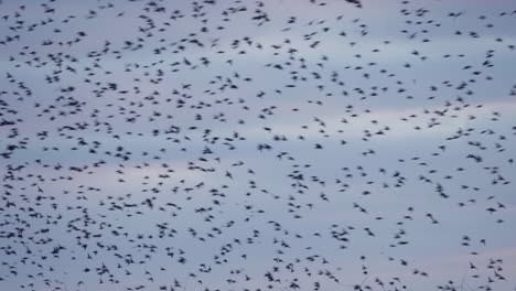 Thousands-of-Swallows-Fly-Chaotically-in-Large-Group,-Pink-Skies