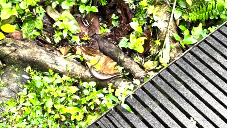 Golden-Skink-On-Forest-Ground-By-The-Boardwalk-At-Nature-Park-In-Singapore