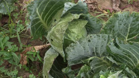 Kohl-Wurde-Auf-Dem-Feld-Angebaut