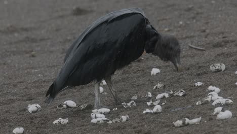 Black-vulture-eating-hatchling-sea-turtle-carrion-from-sandy-beach-Costa-Rica