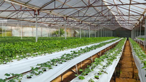 Bio-Erdbeerpflanze-Wächst-Im-Gewächshaus