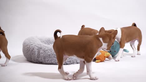 group-of-red-dog-sibling-play-have-fun-chaos-make-slow-motion