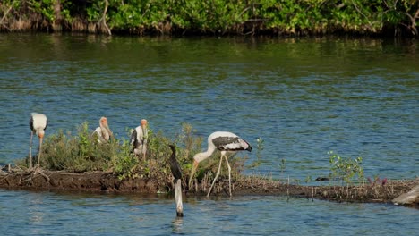 Cigüeñas-Pintadas-Que-Se-Congregan-Mientras-Uno-Camina-Mientras-Un-Pequeño-Cormorán-Se-Posa-Frente-A-Ellas,-Mycteria-Leucocephala,-Tailandia