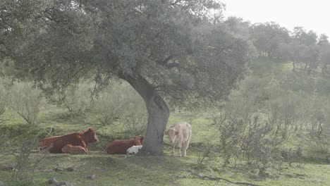 Un-Grupo-De-Vacas-Están-En-El-Campo-Con-Sus-Vacas