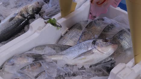 Fresh-catch-of-sea-bream-chilled-on-ice-at-fishmonger-market-Naples-CLOSE-UP