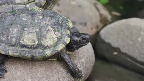 Red-eared-slider-tortoise-basking-in-sun,-rests-gracefully-upon-rugged-rock